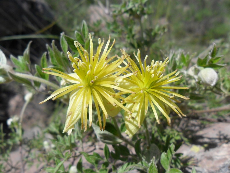 Clematis peruviana photo 8