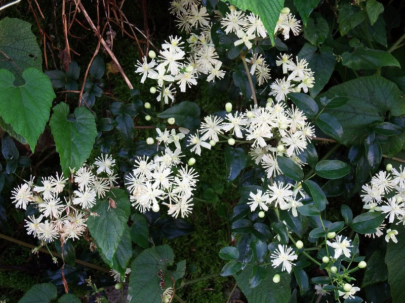 Clematis peterae