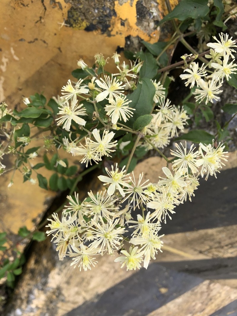 Clematis peterae photo 2