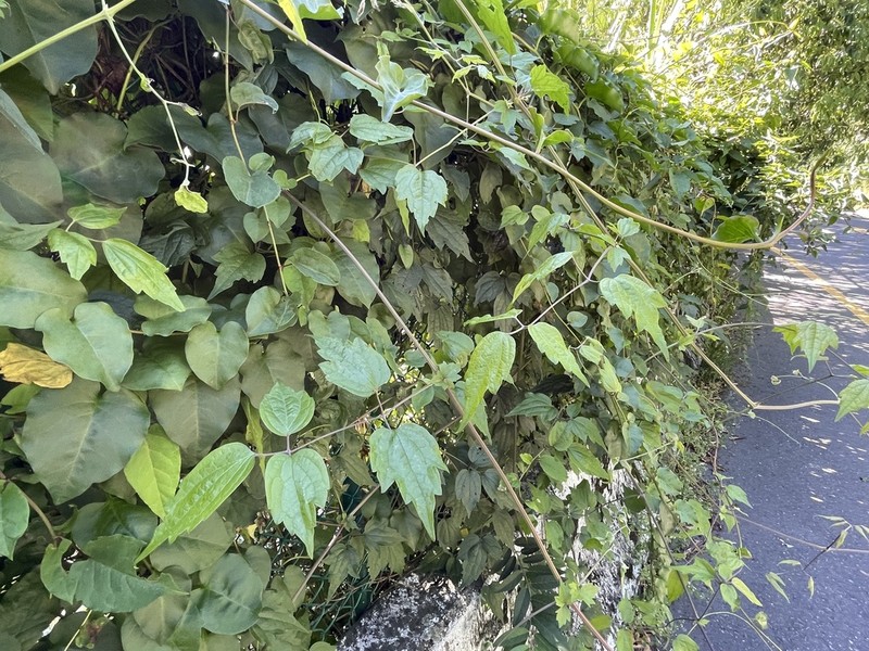 Clematis peterae photo 3