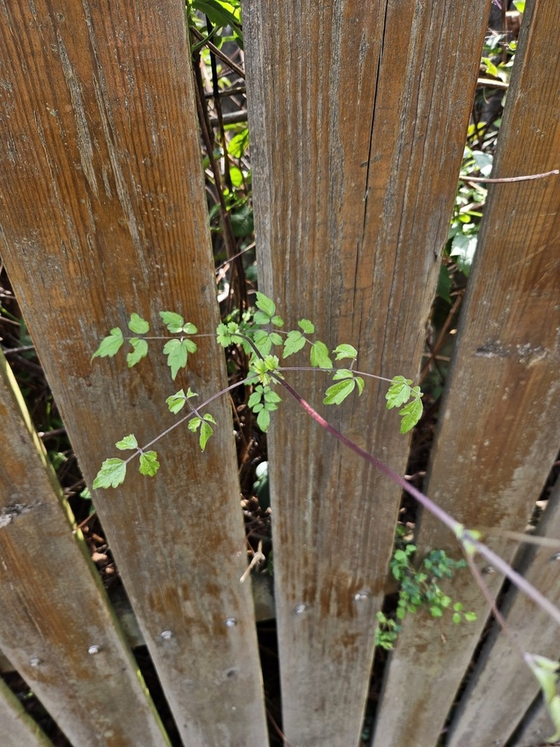 Clematis peterae photo 5