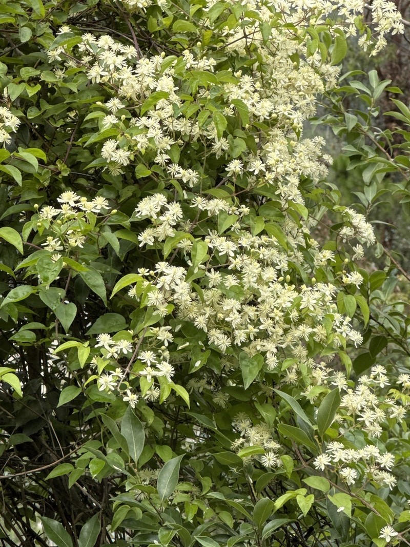 Clematis peterae photo 6