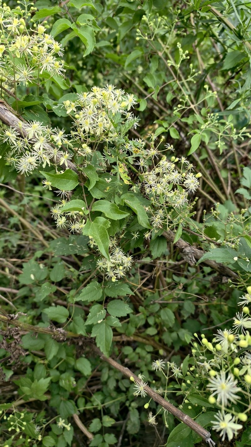Clematis peterae photo 7