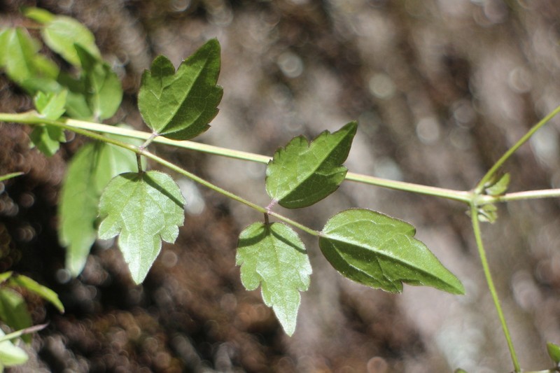 Clematis peterae photo 8