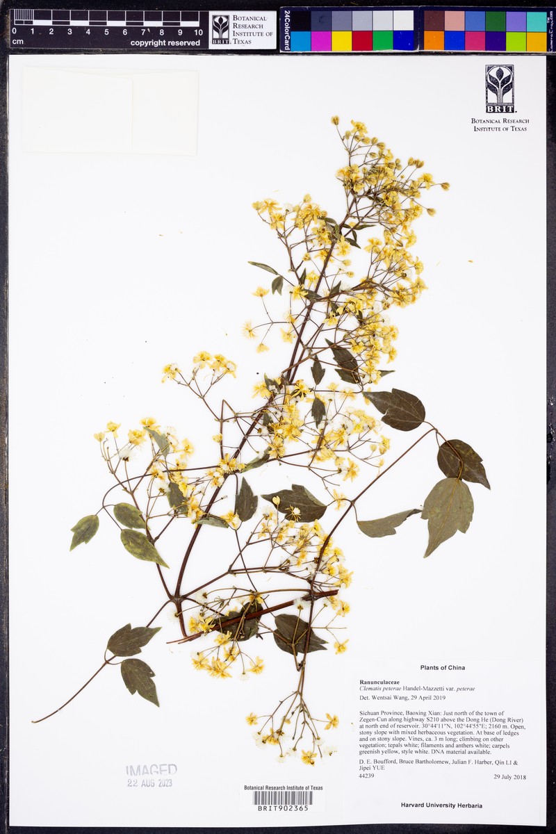 Clematis peterae var. peterae