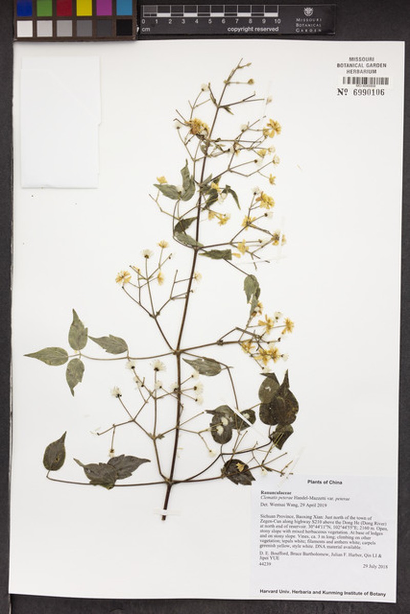 Clematis peterae var. peterae photo 2