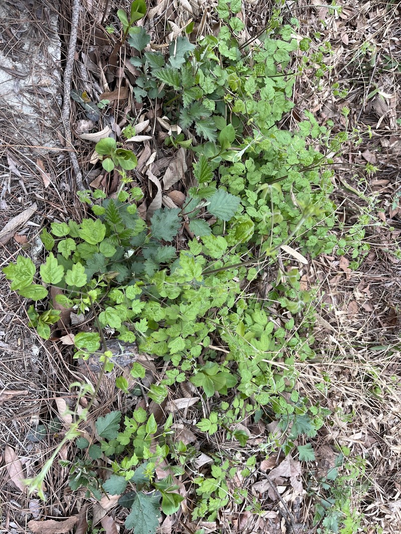 Clematis peterae var. trichocarpa photo 2