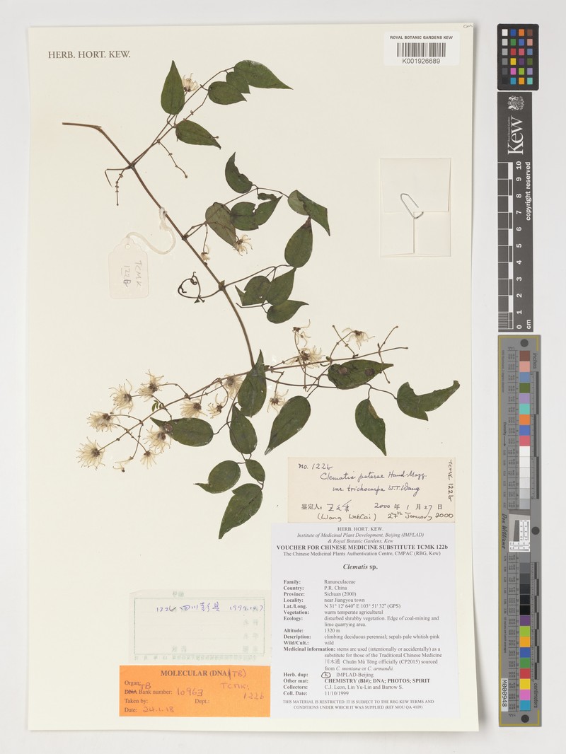 Clematis peterae var. trichocarpa photo 3