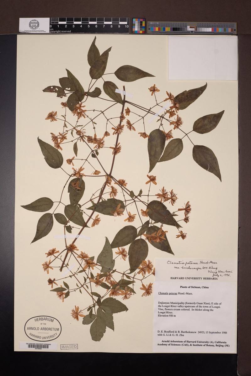 Clematis peterae var. trichocarpa photo 4
