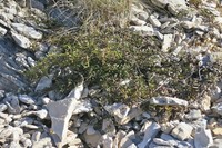 Clematis petriei