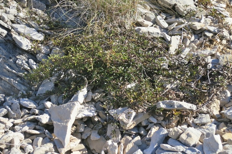 Clematis petriei