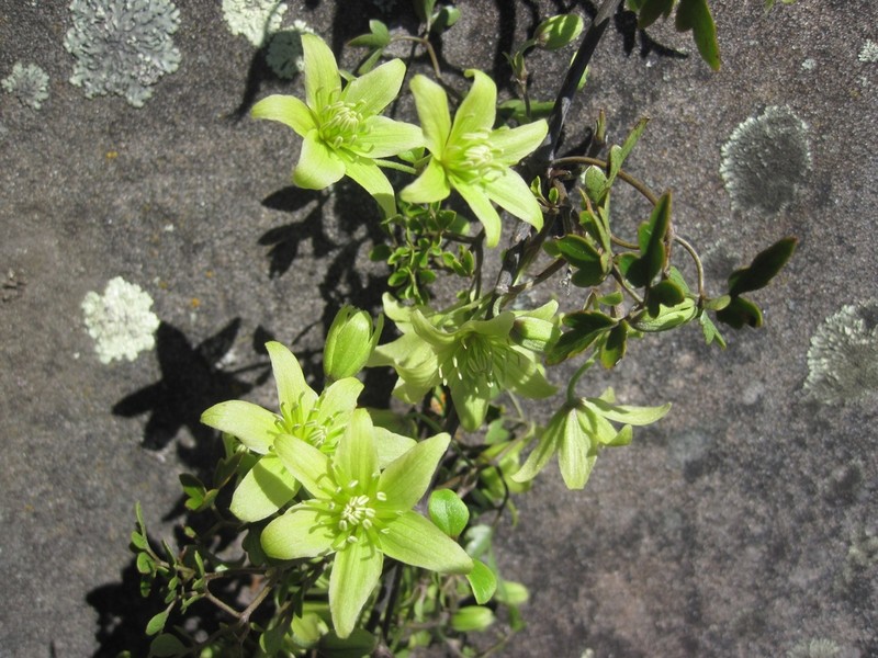 Clematis petriei photo 2