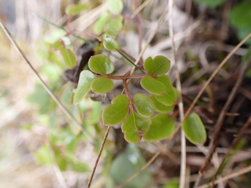 Clematis petriei photo 3
