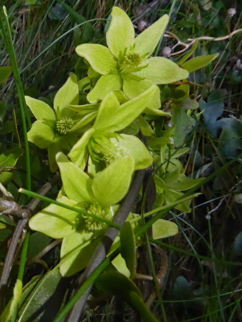 Clematis petriei photo 4