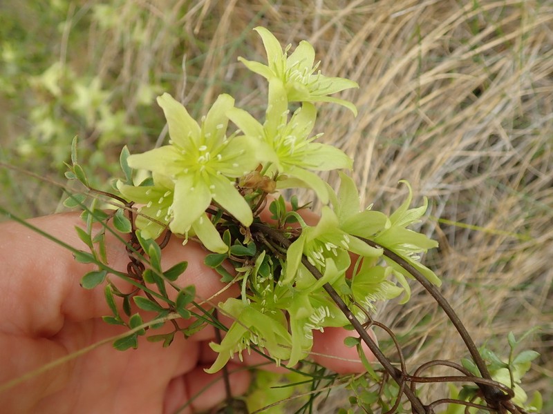 Clematis petriei photo 6