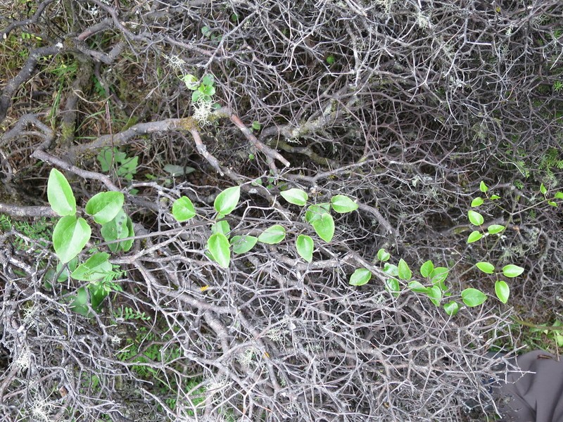 Clematis petriei photo 7