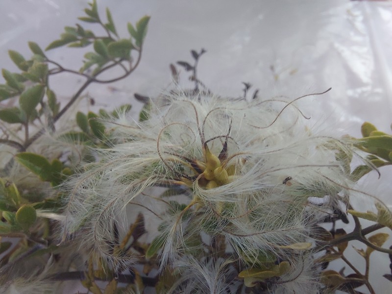 Clematis petriei photo 8