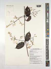 Clematis phanerophlebia