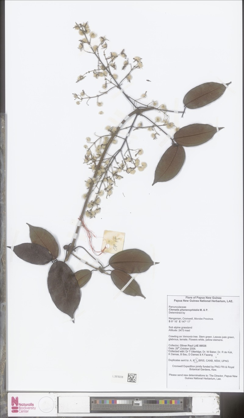 Clematis phanerophlebia photo 2