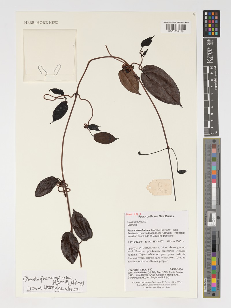 Clematis phanerophlebia photo 3