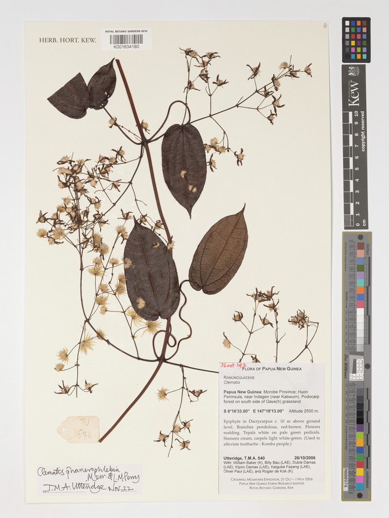 Clematis phanerophlebia photo 4