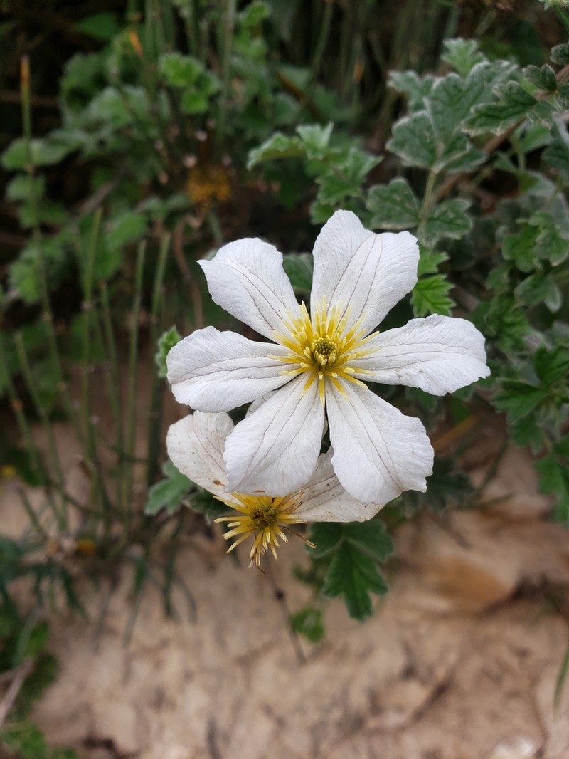 Clematis phlebantha photo 3