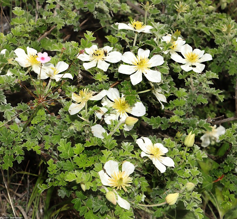 Clematis phlebantha photo 5