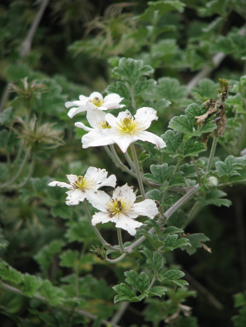 Clematis phlebantha