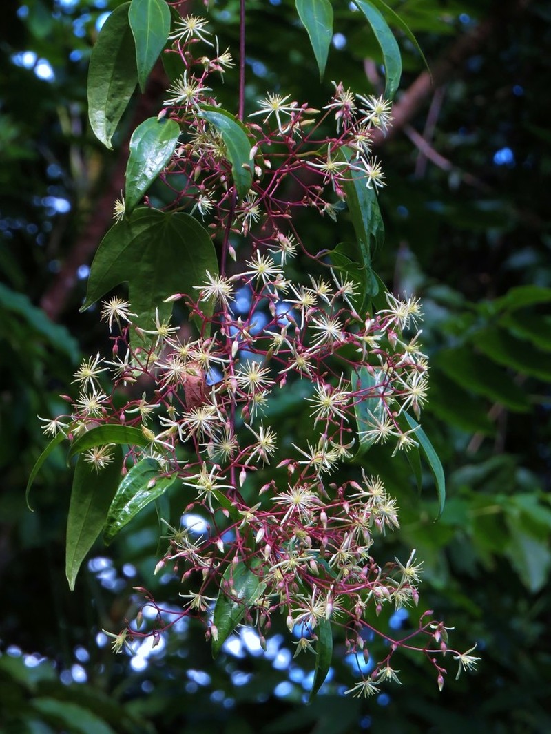 Clematis pickeringii photo 2