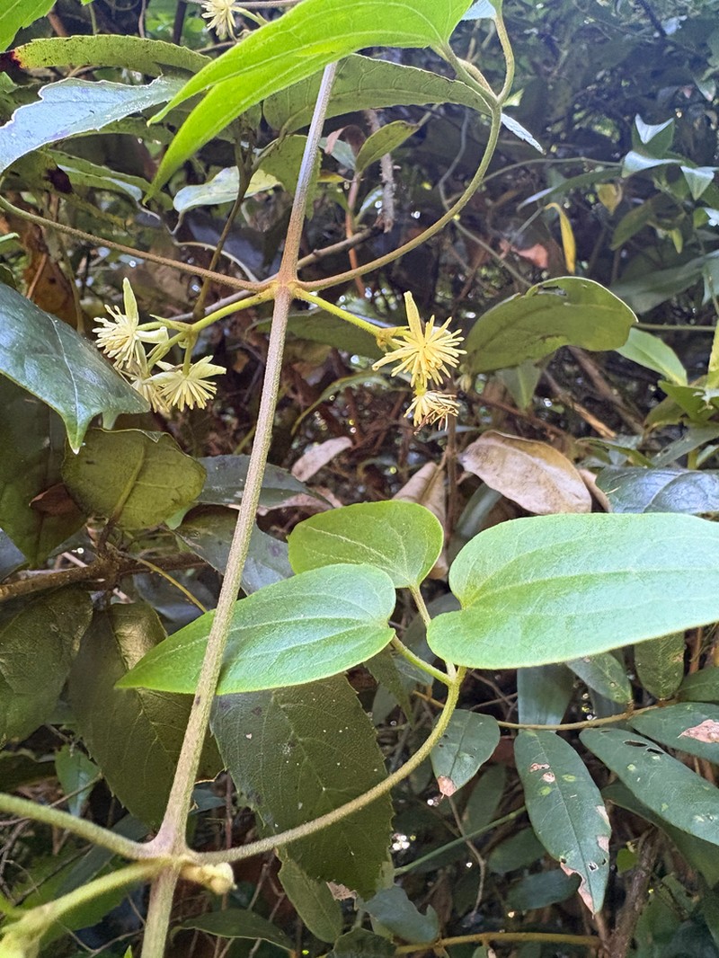 Clematis pickeringii photo 5