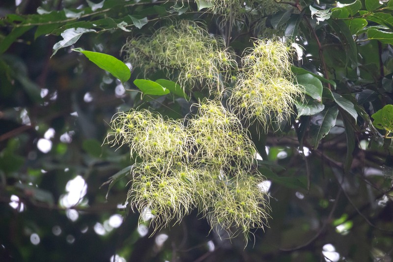 Clematis pickeringii photo 6
