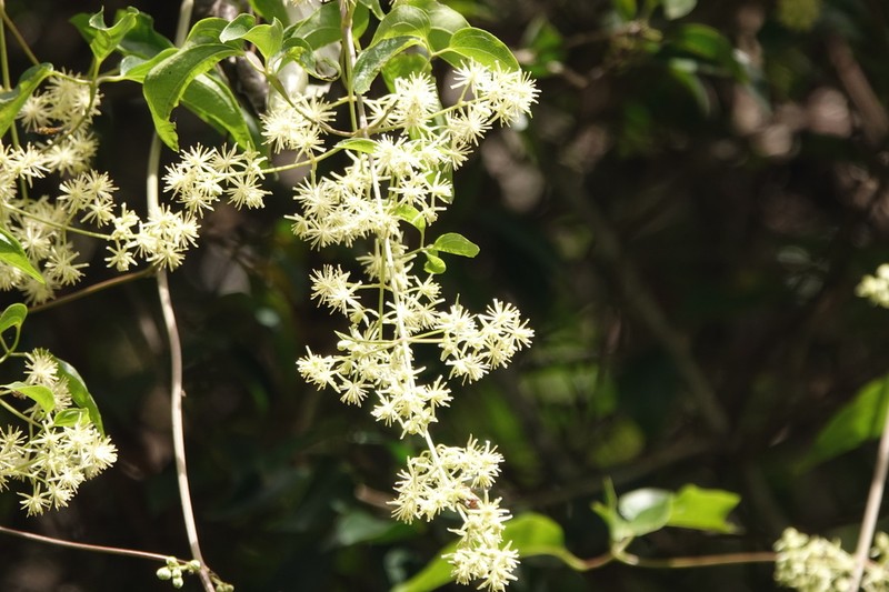 Clematis pickeringii photo 7
