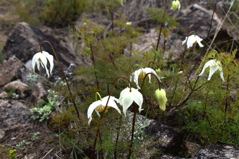 Clematis pimpinellifolia photo 2