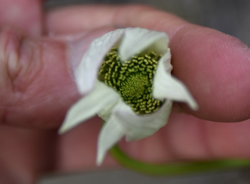 Clematis pimpinellifolia photo 3