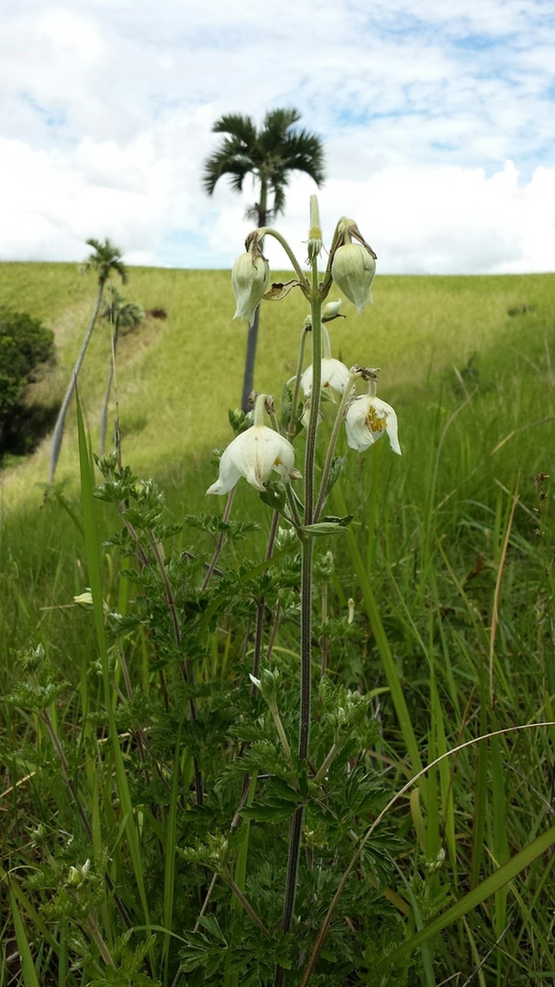 Clematis pimpinellifolia photo 4