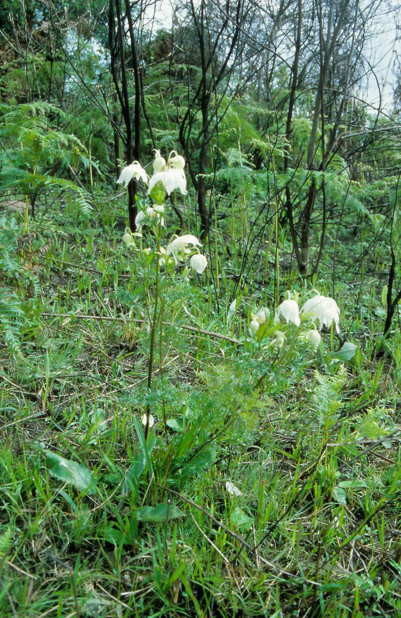 Clematis pimpinellifolia photo 5