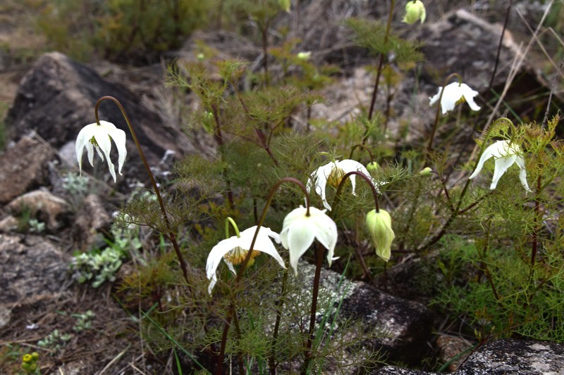 Clematis pimpinellifolia photo 7