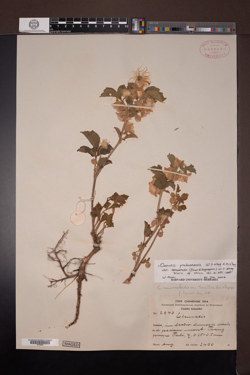 Clematis pinchuanensis var. tomentosa