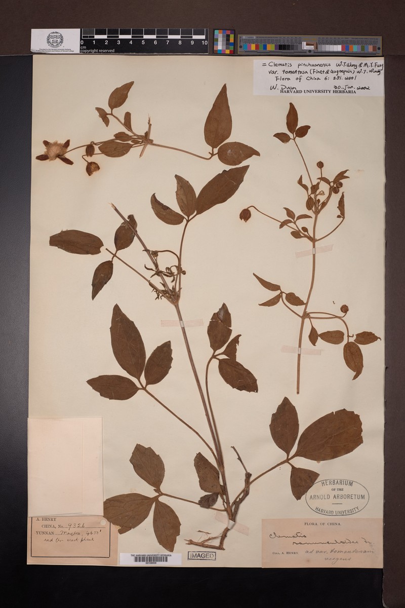 Clematis pinchuanensis var. tomentosa photo 2