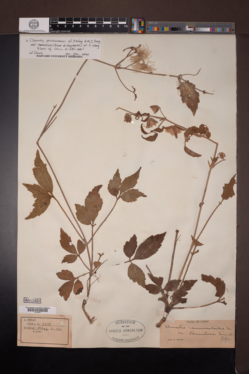 Clematis pinchuanensis var. tomentosa photo 3