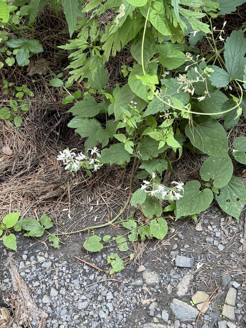 Clematis pinnata photo 2