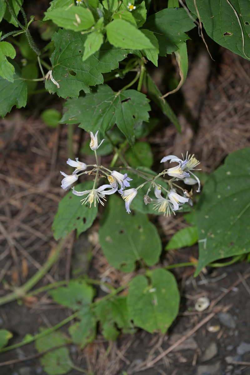 Clematis pinnata photo 3