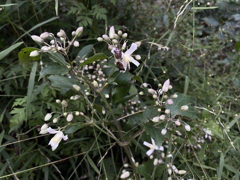 Clematis pinnata photo 4
