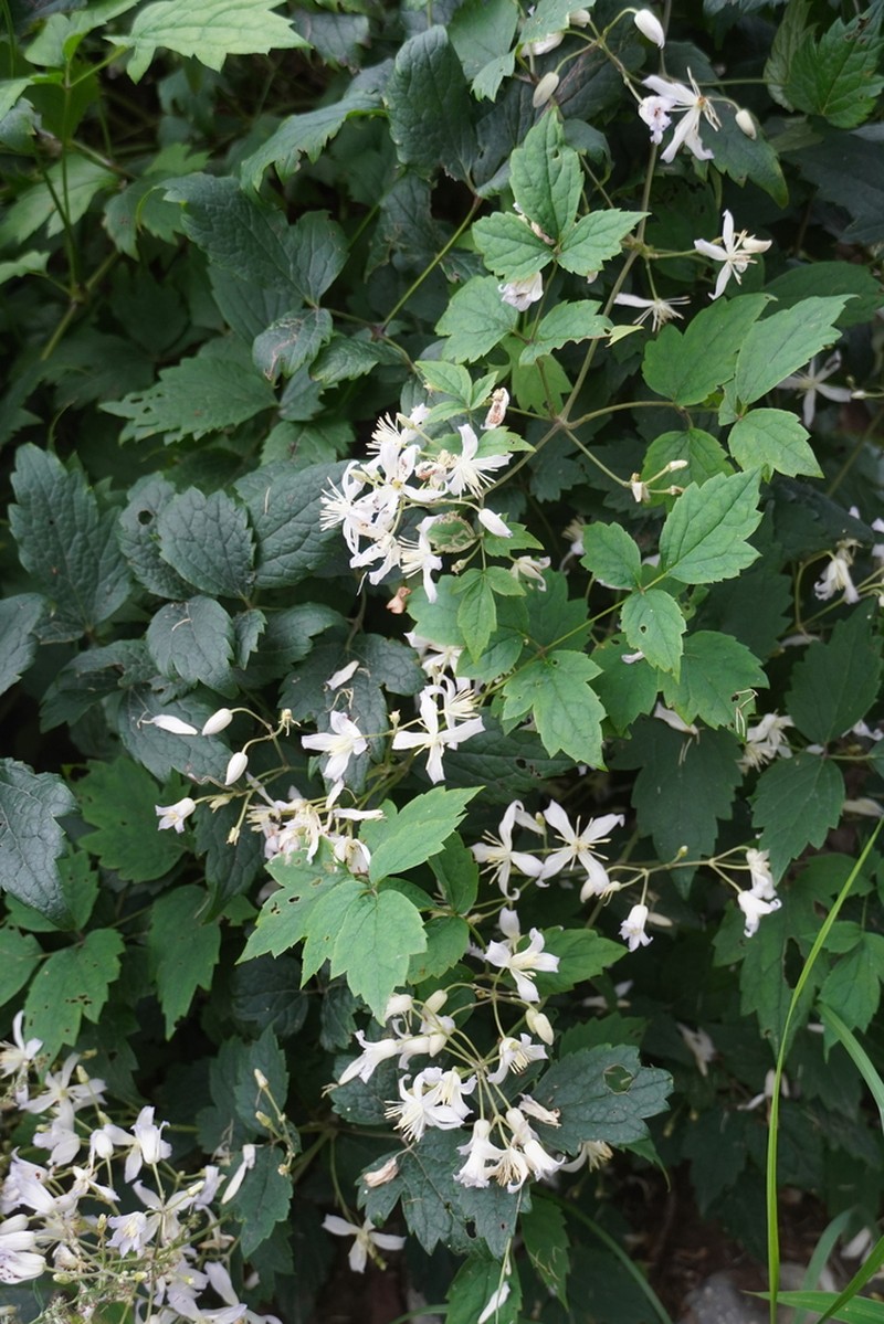 Clematis pinnata photo 5