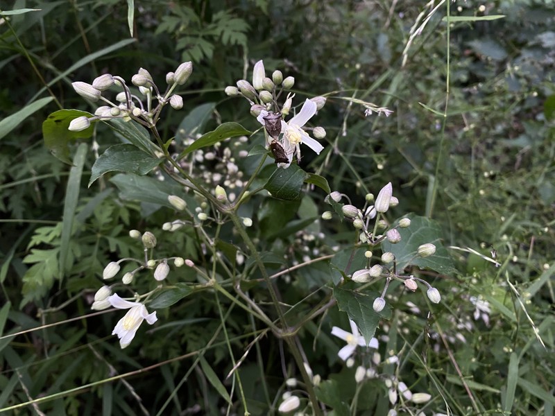 Clematis pinnata photo 7