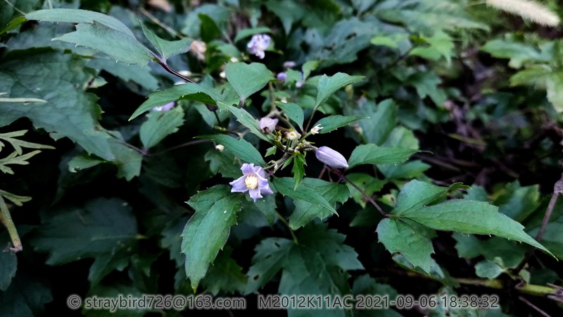 Clematis pinnata photo 8