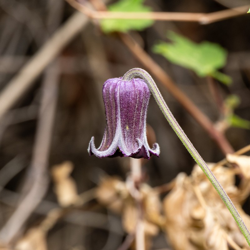 Clematis pitcheri var. dictyota photo 2