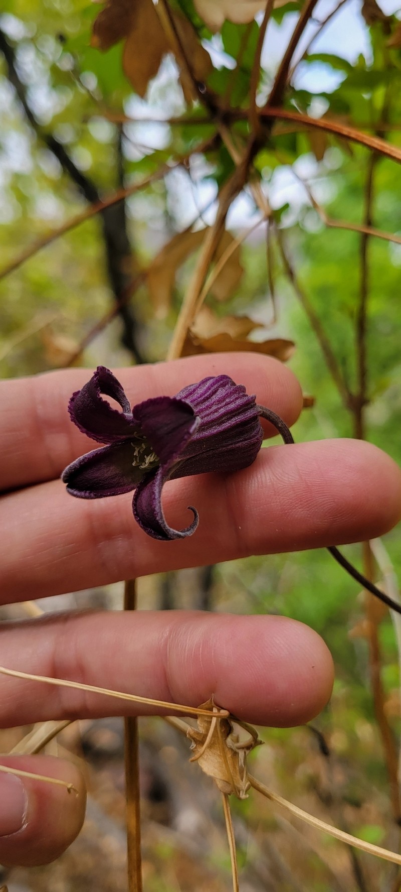 Clematis pitcheri var. dictyota photo 3