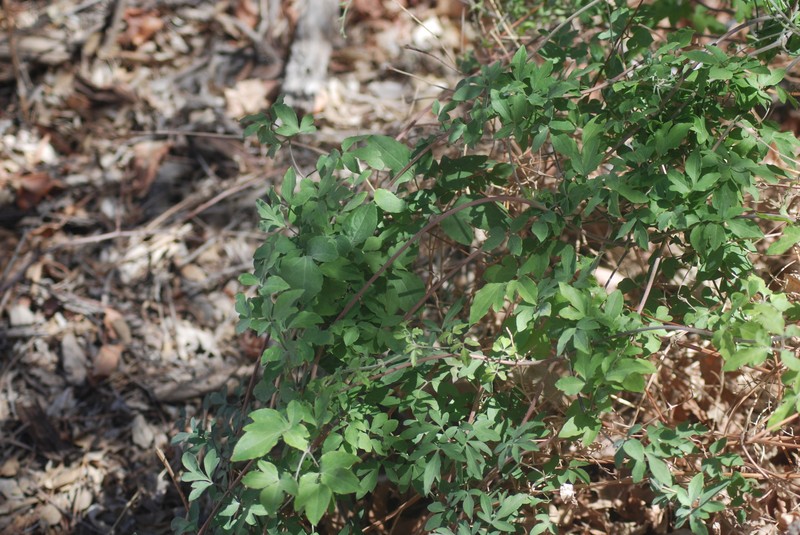 Clematis pitcheri var. dictyota photo 4
