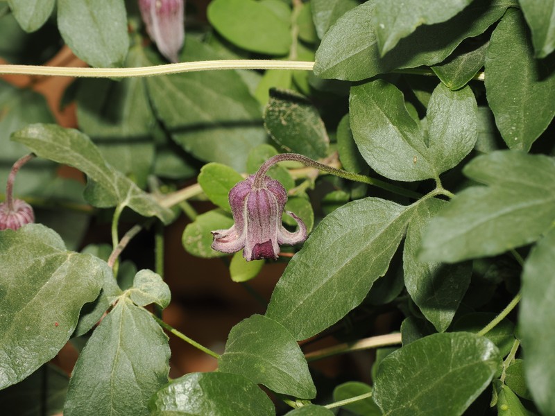 Clematis pitcheri var. dictyota photo 5